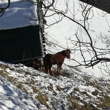 Falkner Cilli Längenfeld